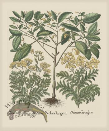 Besler 208 Colored  B2